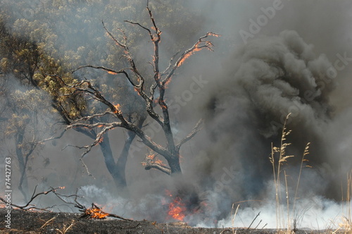 Bushfire