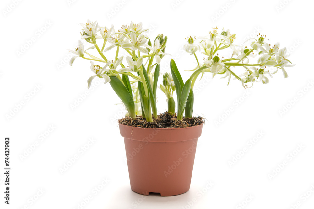 Ornithogalum balansae