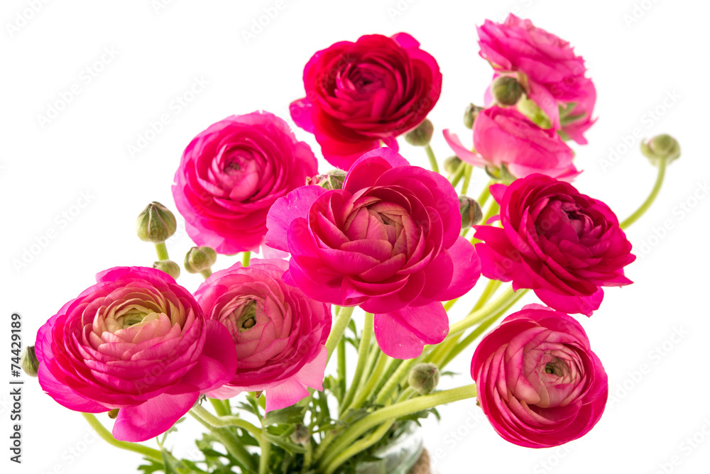 Obraz premium Ranunkel