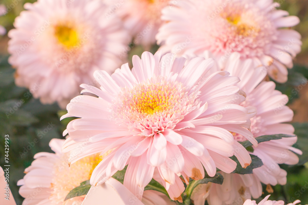 Beautiful pink flower , Gerbera on background Beautiful pink flower , Gerbera on background