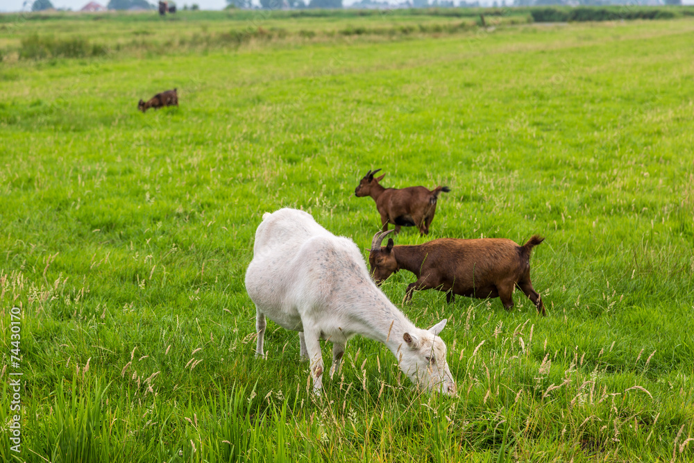 Obraz premium White goat