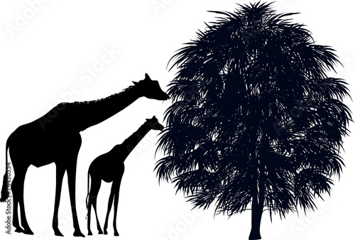 Canvas Print two black giraffes near tree