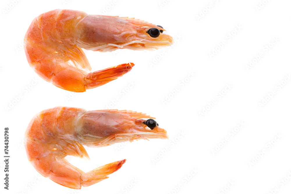 top view of shrimp isolated background