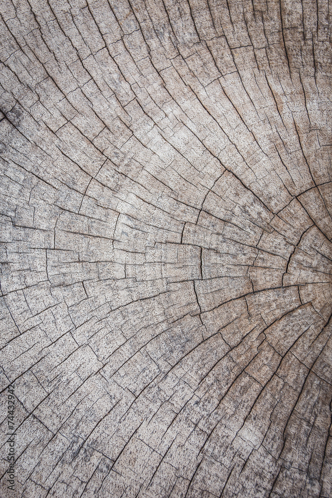 Fototapeta premium Wood texture background