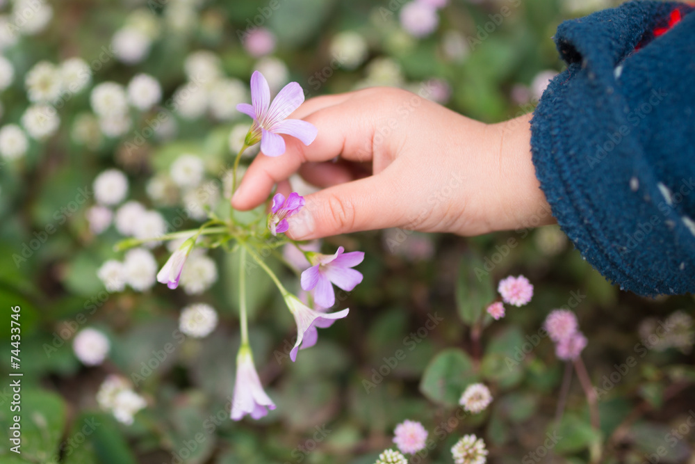 Fototapeta 花を触る子供の手