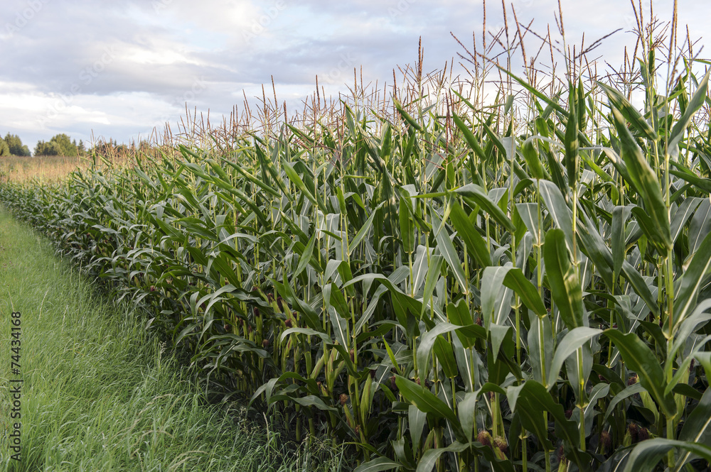 Obraz premium Maisfeld