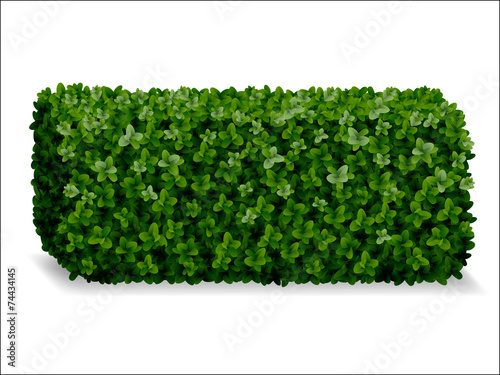 boxwood hedges ortho, decorative green fence photo