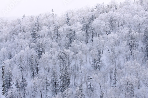 The Snow White Tree, Hokkaido, Japan © Piith Hant