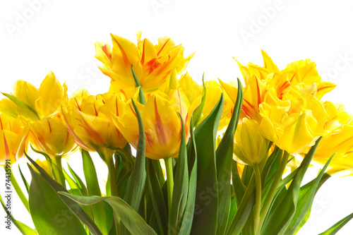 Bunch of yellow tulip flowers