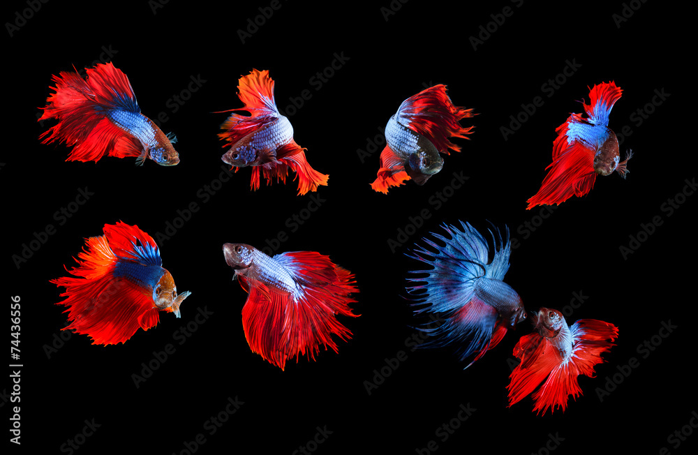 mixed of blue and red siamese fighting fish betta full body unde mixed of blue and red siamese fighting fish betta full body unde