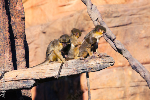 4 talapoin monkeys in a tree.