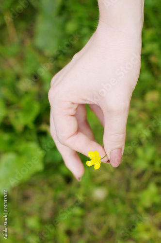 Beautiful yellow flower (buttercup)