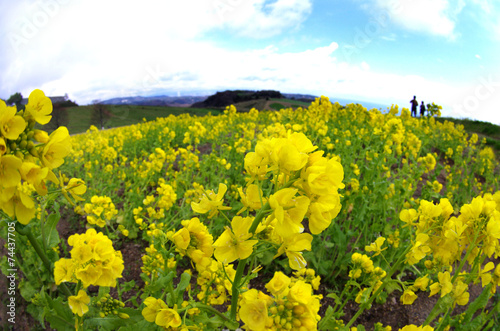 菜の花の丘