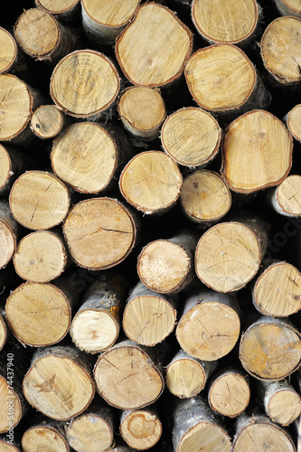 Wood stump texture