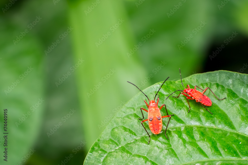 Two red bugs Two red bugs