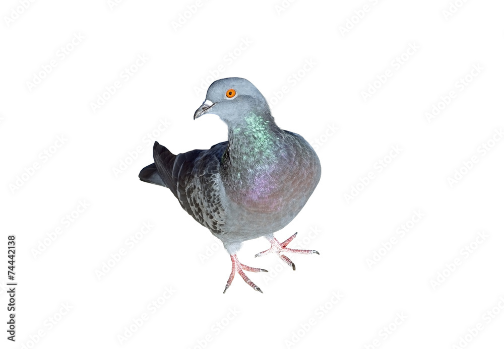 Pigeon Pigeon