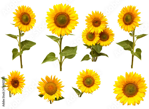 Fototapeta Naklejka Na Ścianę i Meble -  Sunflowers collection