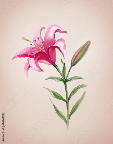 Watercolor illustration of lily flower. Perfect for greeting car