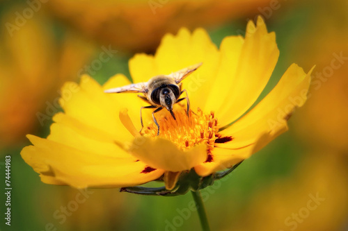 Bee on a flower © hypotekyfidler.cz