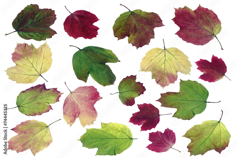 Obraz premium autumn leaves