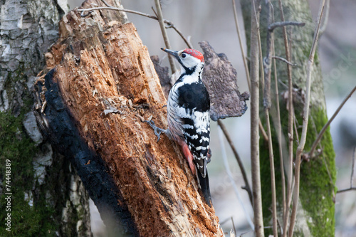Dendrocopos leucotos, White-backed Woodpecker.