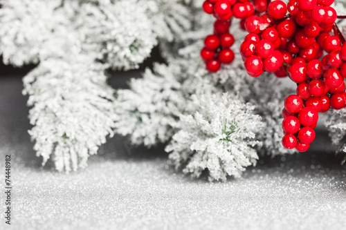 european holly and fir-tree  shallow DOF