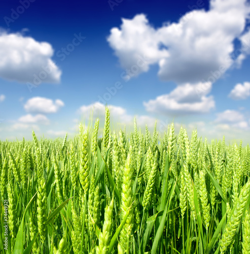Quadro su tela green wheat field and blue cloudy sky