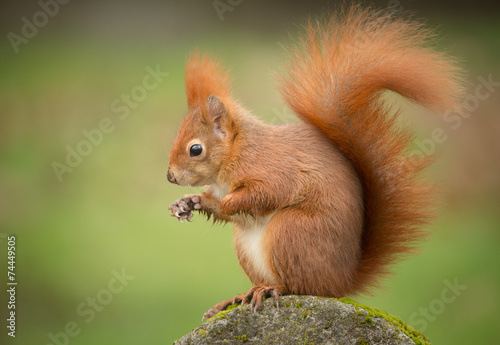 A very classic red squirrel pose