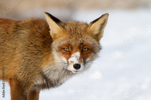 Fox portrait in snow
