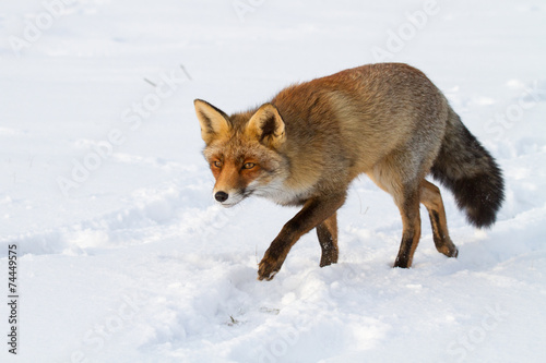 Fox walks in the snow