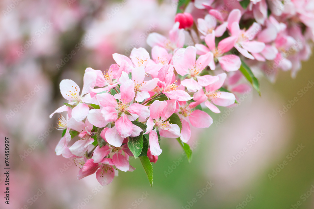 Beautiful cherry blossoms