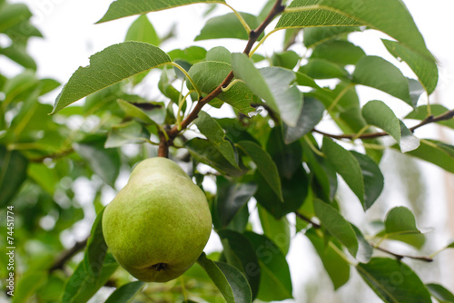 Ripe pear fruit on the branch