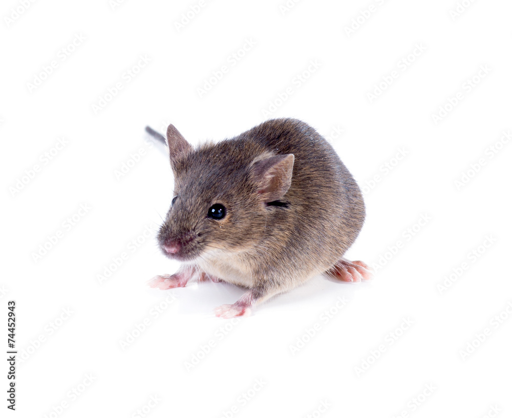 A Common house mouse (Mus musculus) on a white background A Common house mouse (Mus musculus) on a white background
