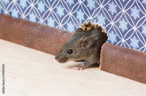Common house mouse  looks out from a mink in the wall