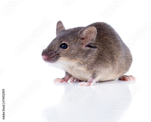 Sulkily Common house mouse on a white background