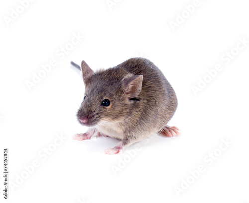 A Common house mouse (Mus musculus) on a white background