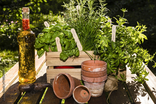 Fototapeta Naklejka Na Ścianę i Meble -  Kräuter und Kräuter in Öl, herbs and herbs in oil