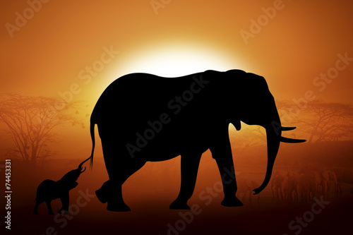 Silhouette of a elephants in sunset