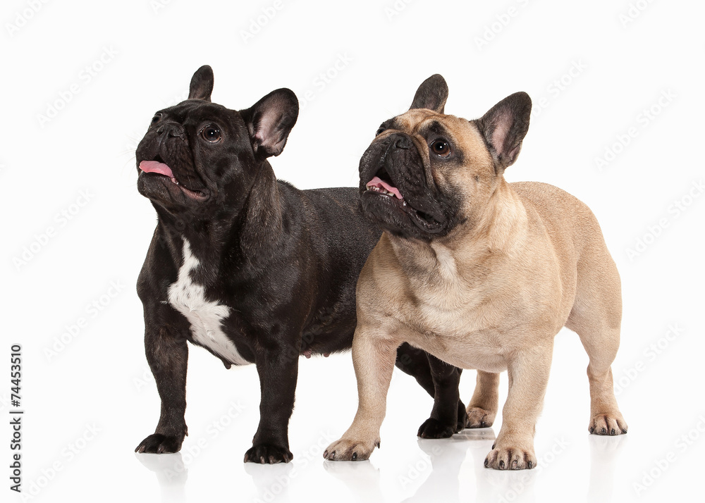 Fototapeta premium Two French bulldog puppies on white background