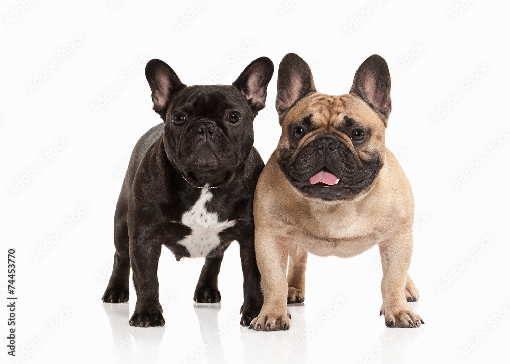 Two French bulldog puppies on white background