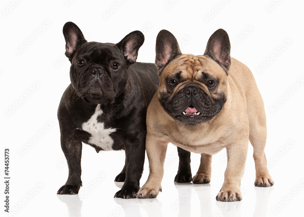 Two French bulldog puppies on white background Two French bulldog puppies on white background