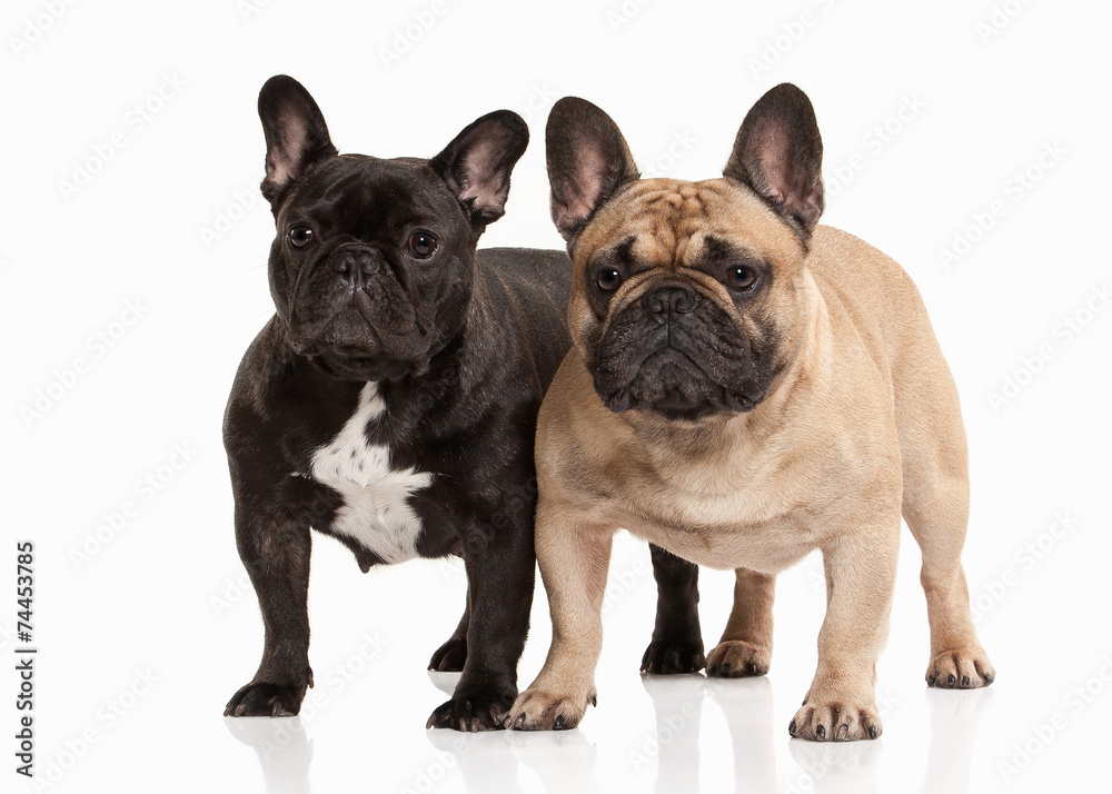 Two French bulldog puppies on white background