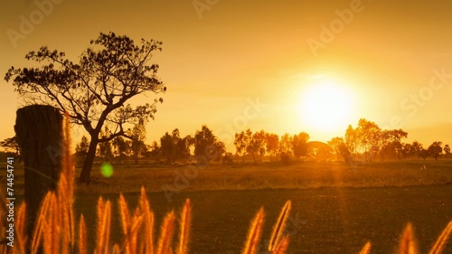 Sunset over rice field