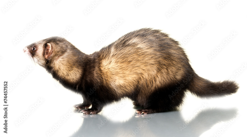 Fototapeta premium Ferret (Mustela putorius furo)