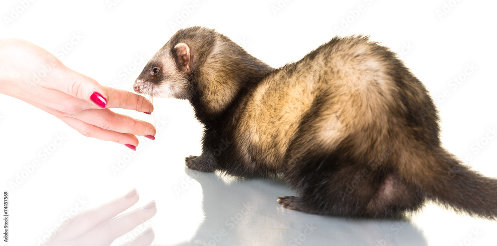 Ferret (Mustela putorius furo) Ferret (Mustela putorius furo)
