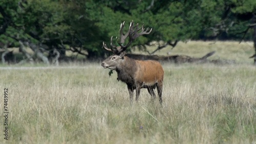 Wallpaper Mural Rothirschbrunft im Herbst Torontodigital.ca