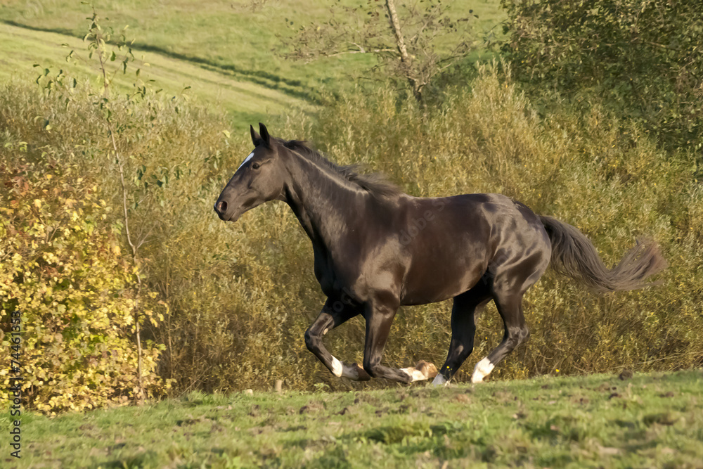 Schwarzes Pferd galoppiert über Koppel Schwarzes Pferd galoppiert über Koppel