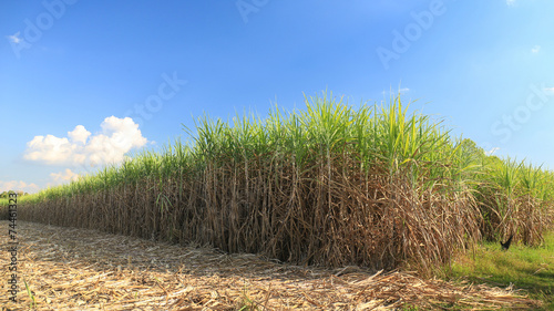Sugar cane field in blue sky