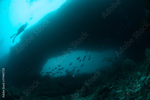 Diver, schooling fusilier in Ambon, Maluku, Indonesia underwater