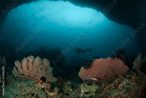 Diver, sea fan in Ambon, Maluku, Indonesia underwater photo